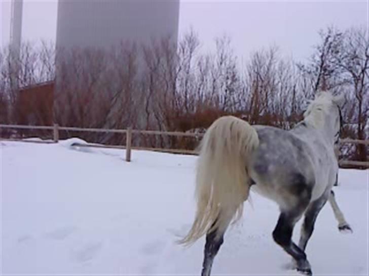 Verdens smukkeste hest :-*  - Dressurpowni! læg mærke til venstre forben o; ! <3 billede 8