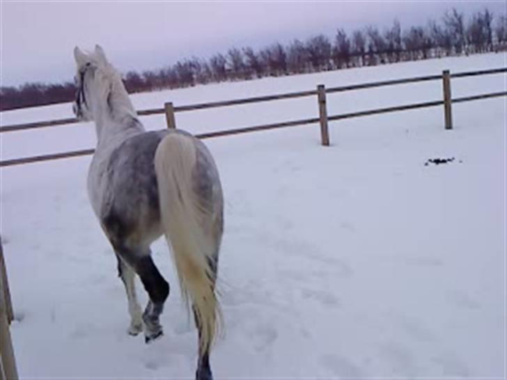 Verdens smukkeste hest :-*  - Nummi nummi :D billede 9