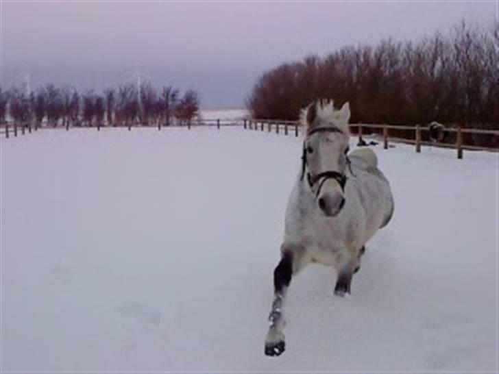 Verdens smukkeste hest :-*  - Stort skridt bette ven? :-D <3 billede 10