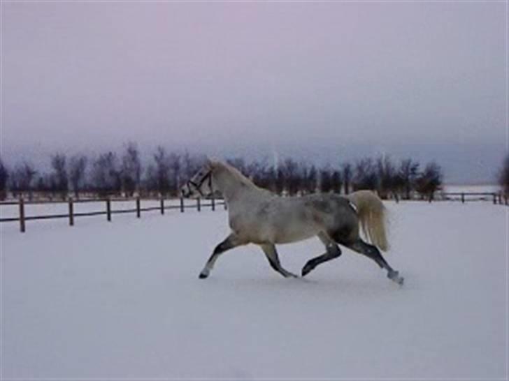 Verdens smukkeste hest :-*  - Ingen kommentar, billedet siger alt, han ER en Aston Martin ! :-D <33333333333333 billede 11