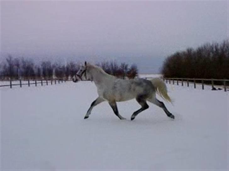 Verdens smukkeste hest :-*  billede 12