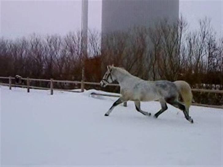 Verdens smukkeste hest :-*  - Lille hest, - stor gang ! :P billede 13