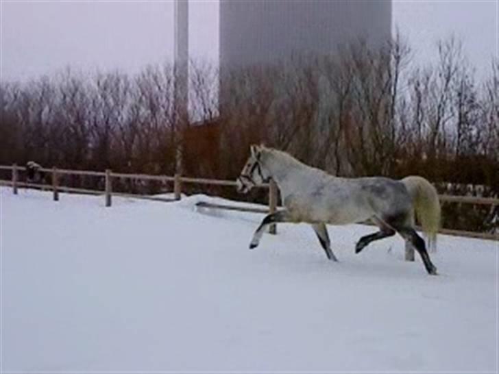 Verdens smukkeste hest :-*  billede 14