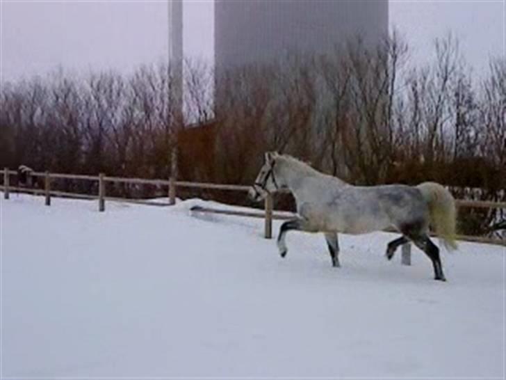 Verdens smukkeste hest :-*  billede 15