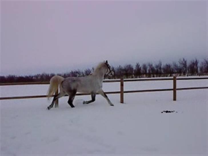 Verdens smukkeste hest :-*  billede 16