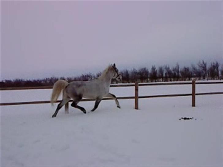 Verdens smukkeste hest :-*  billede 17