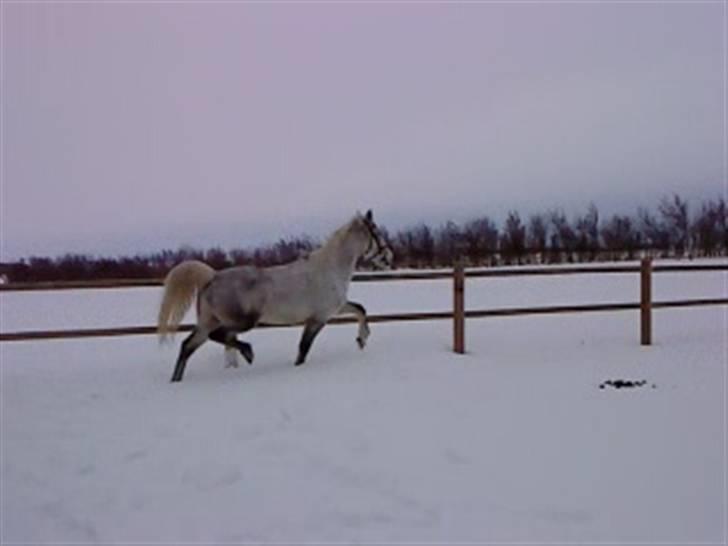 Verdens smukkeste hest :-*  billede 18