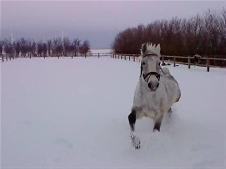 Verdens smukkeste hest :-*  billede 19
