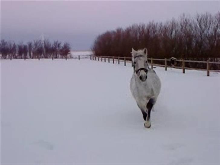 Verdens smukkeste hest :-*  billede 20
