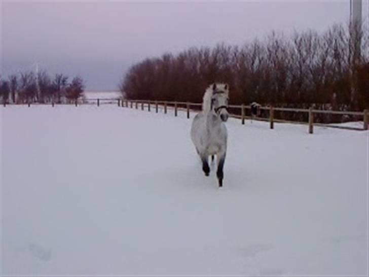 Verdens smukkeste hest :-*  billede 21