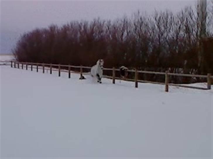 Verdens smukkeste hest :-*  billede 22
