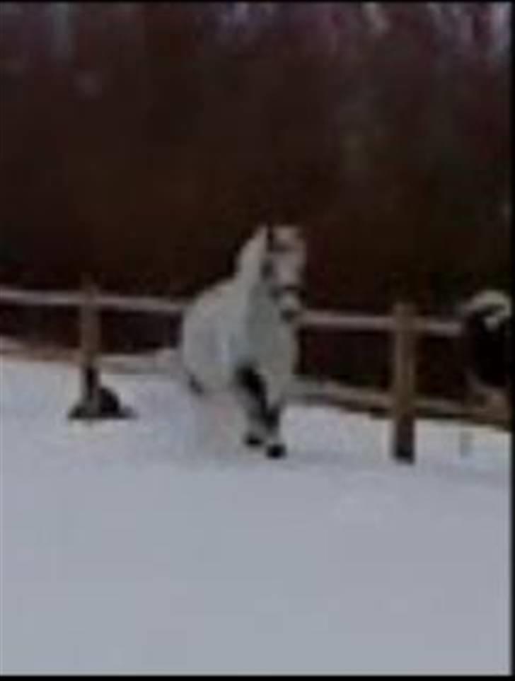 Verdens smukkeste hest :-*  - Pulli <3 billede 23
