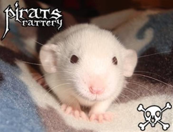 Mine rotte unger :) - Sally billede 1