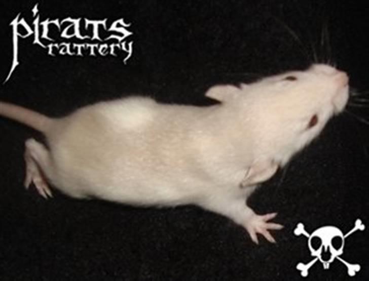 Mine rotte unger :) - Sally billede 2