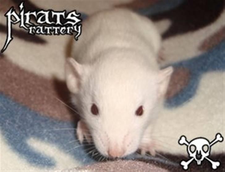 Mine rotte unger :) - Sally billede 3