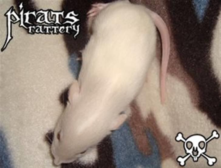 Mine rotte unger :) - Sally billede 4