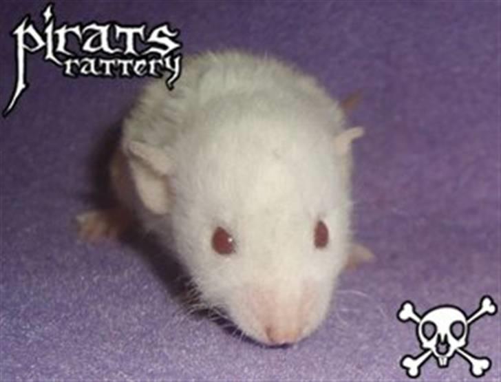 Mine rotte unger :) - Nuggi billede 5