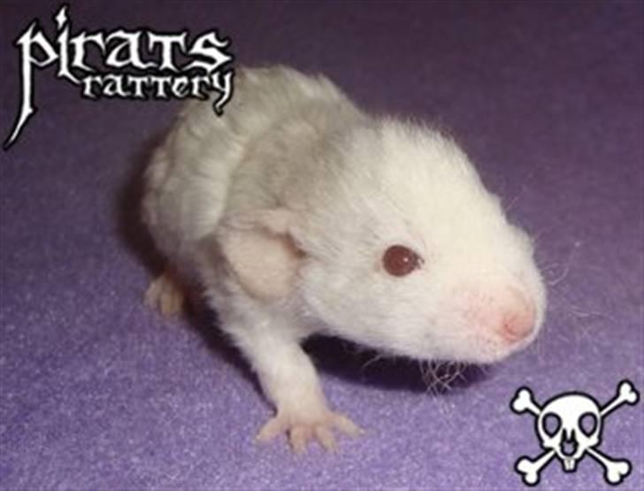 Mine rotte unger :) - Nuggi billede 6