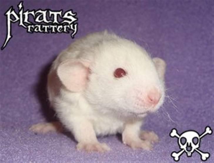 Mine rotte unger :) - Nuggi billede 7