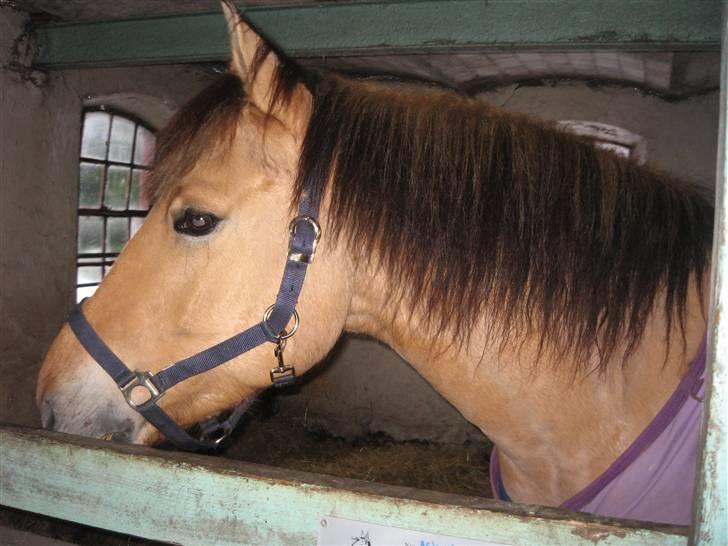 MIN ASSE RØV! - Velkommen til! her er jeg i min box men mit nye super smarte vinter dækken! billede 1