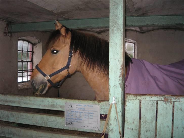 MIN ASSE RØV! - Hej hej billede 2