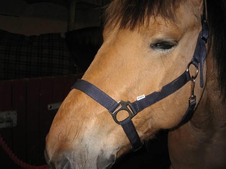 MIN ASSE RØV! - Hua det er lige der ja................ uuuuuuuuuuuhhhhhhhhhhhaaaaaaa ja det klør! billede 3