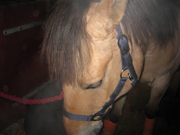 MIN ASSE RØV! - Se jeg kan godt stå pænt! billede 4