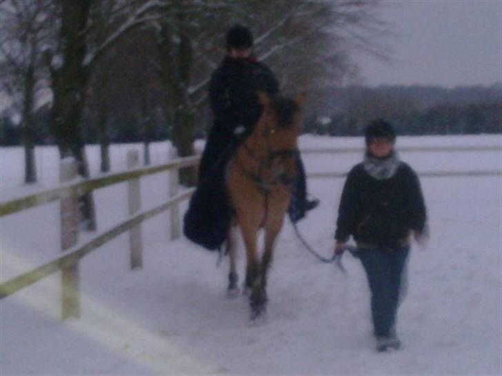 MIN ASSE RØV! billede 12