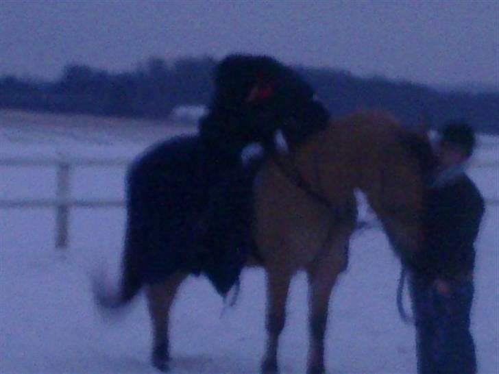 MIN ASSE RØV! billede 24