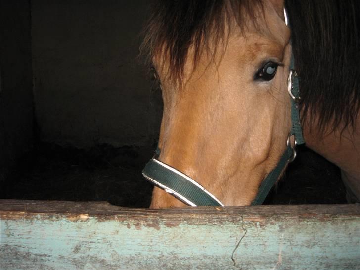 MIN ASSE RØV! - Godmorgen!!!!!!!!!! billede 26