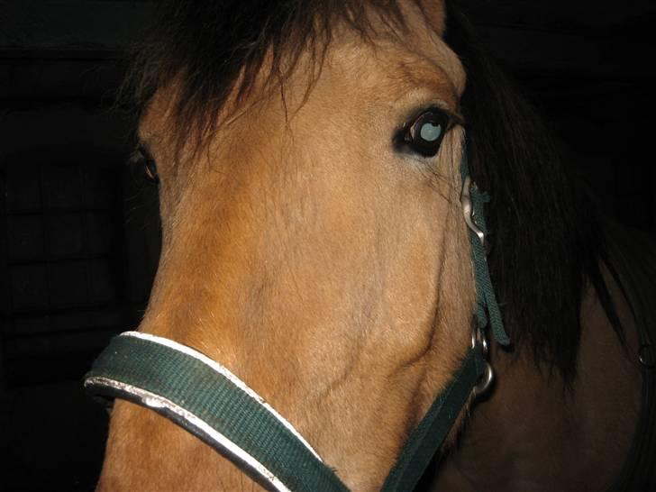 MIN ASSE RØV! - Har du noget man kan spis!????????? billede 27