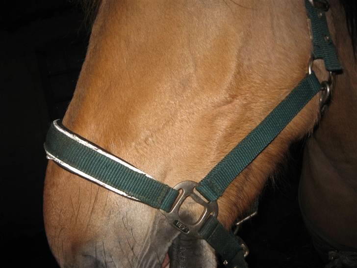 MIN ASSE RØV! - Min smukke smukke mule! billede 28