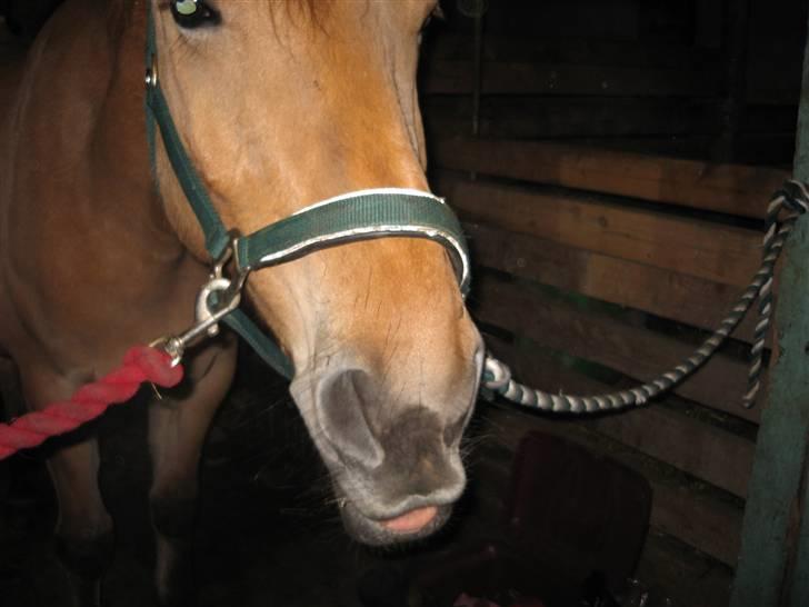 MIN ASSE RØV! - Det er lige føer det er aldt for det det dder gnubben! jeg savler jo næsten! billede 30