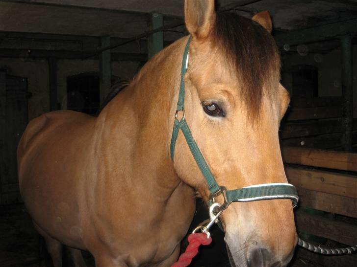 MIN ASSE RØV! - JEG ER SÅ FIN! billede 31