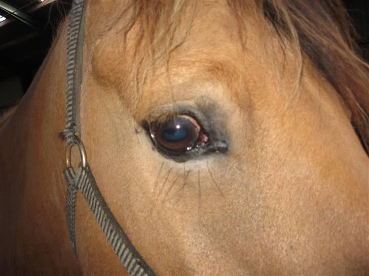 MIN ASSE RØV! - Mit smukke øje! billede 34