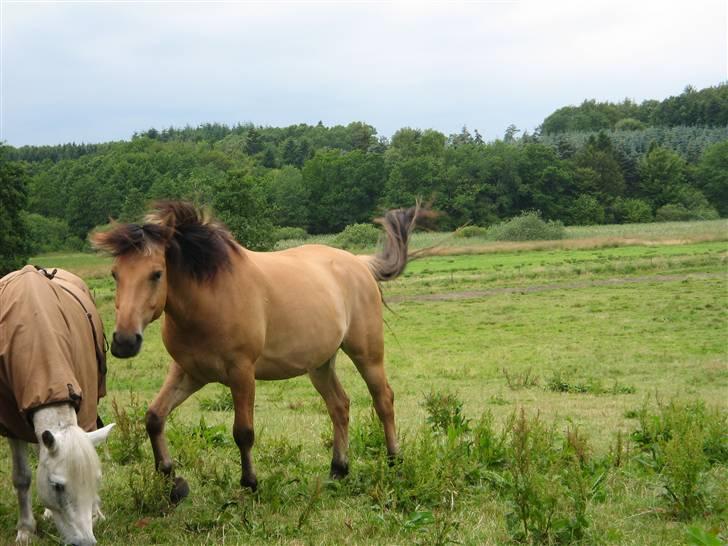 MIN ASSE RØV! - Mig på flod men mig gamle sleng! billede 38
