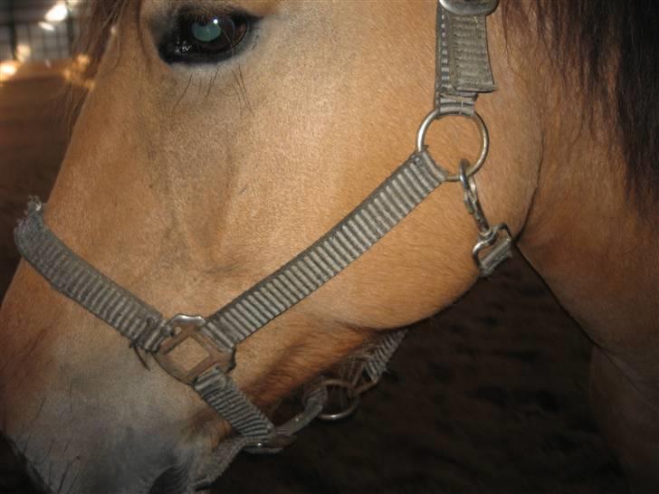 MIN ASSE RØV! - Mit meget smukke hoved! billede 39