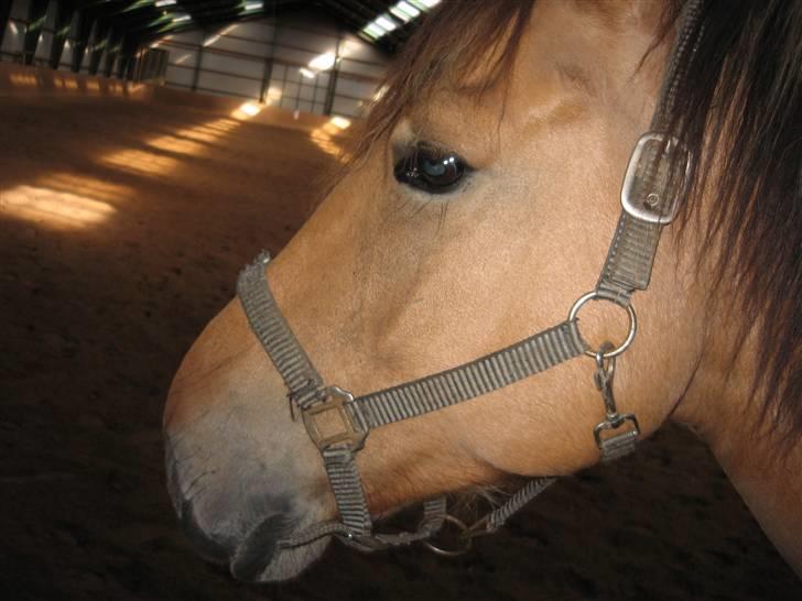 MIN ASSE RØV! billede 40