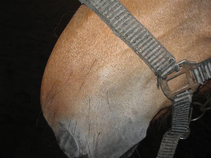 MIN ASSE RØV! - Mulleber igen! billede 42