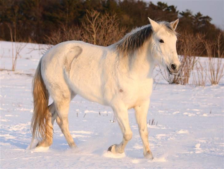 SNE leg med Chicoen !  d.11.februar.2010 - Min søde lille mule <3 billede 12