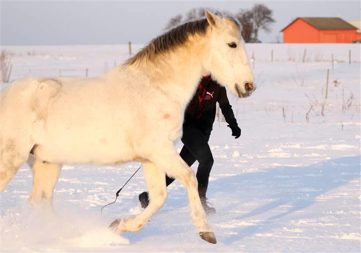 SNE leg med Chicoen !  d.11.februar.2010 billede 13