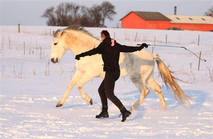 SNE leg med Chicoen !  d.11.februar.2010 - Ballet danser !
Nu med hest..
 billede 14