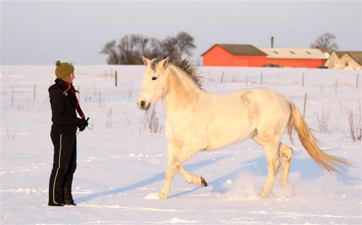 SNE leg med Chicoen !  d.11.februar.2010 - Chico kommer hen til mig i trav <3 .
Eller han kom i fuld galop, og så satte han ned i trav, så han kunne nå at stoppe op ;) billede 18