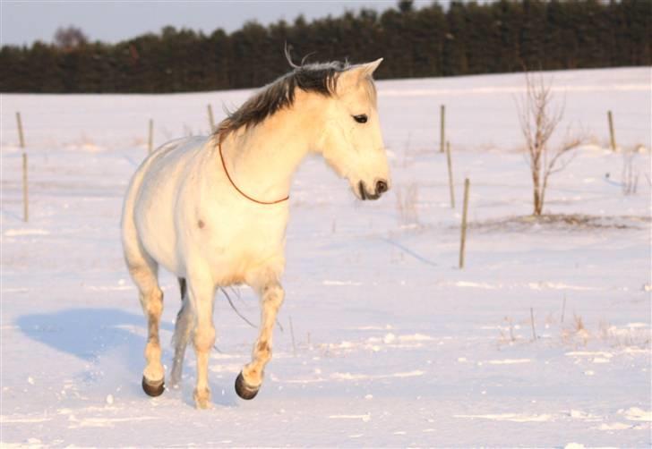 SNE leg med Chicoen !  d.11.februar.2010 billede 21