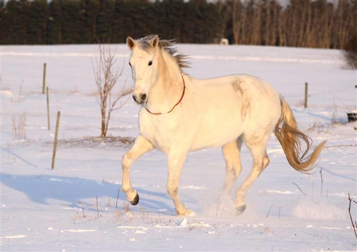 SNE leg med Chicoen !  d.11.februar.2010 - Engle hest ! <3 billede 22