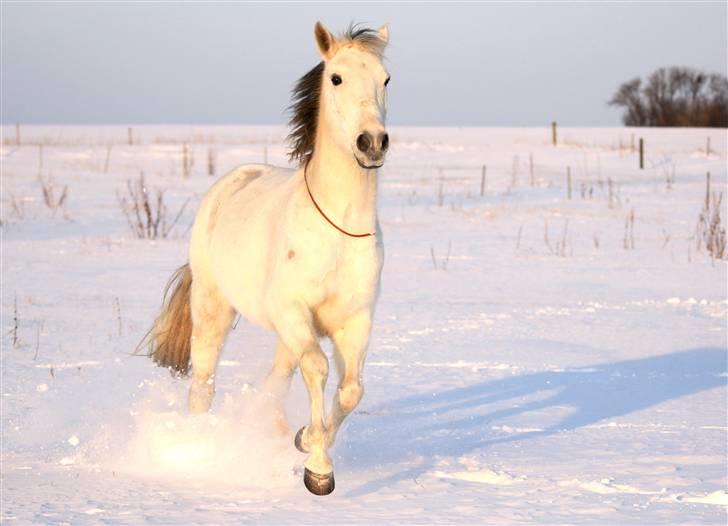 SNE leg med Chicoen !  d.11.februar.2010 billede 23