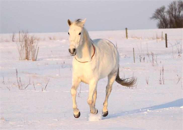 SNE leg med Chicoen !  d.11.februar.2010 billede 24