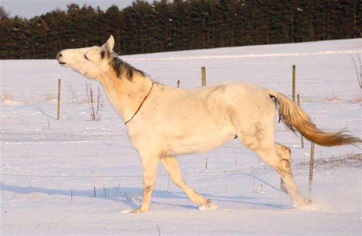 SNE leg med Chicoen !  d.11.februar.2010 - Nuurv ! <3 .
Chico løber jublende afsted xD billede 25