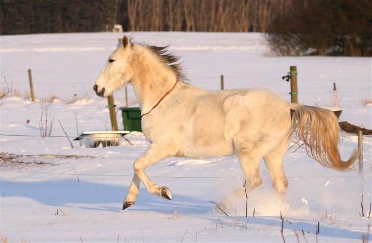 SNE leg med Chicoen !  d.11.februar.2010 - Min lille araber ;P billede 26