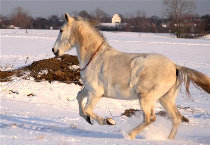 SNE leg med Chicoen !  d.11.februar.2010 - Chico gør sig klar til fuld spurt !
Trist det er lidt sløret x) billede 27